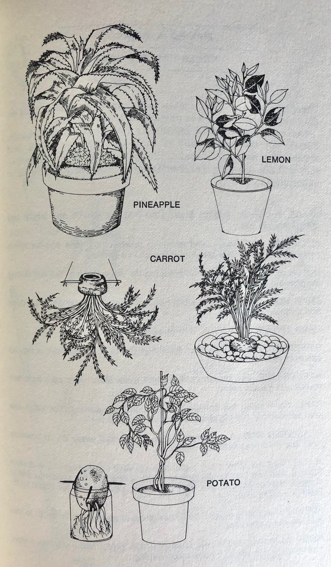 (Farming) David Wickers. The Complete Urban Farmer: How to Grow Your Own Fruits and Vegetables in Town.