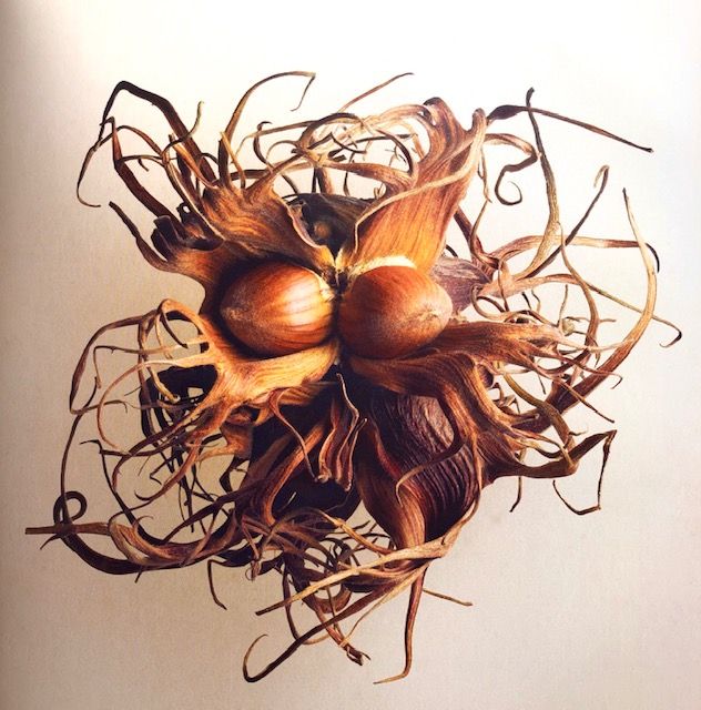 The Hidden Beauty of Seeds & Fruits: The Botanical Photography of Levon Biss (Levon Biss)