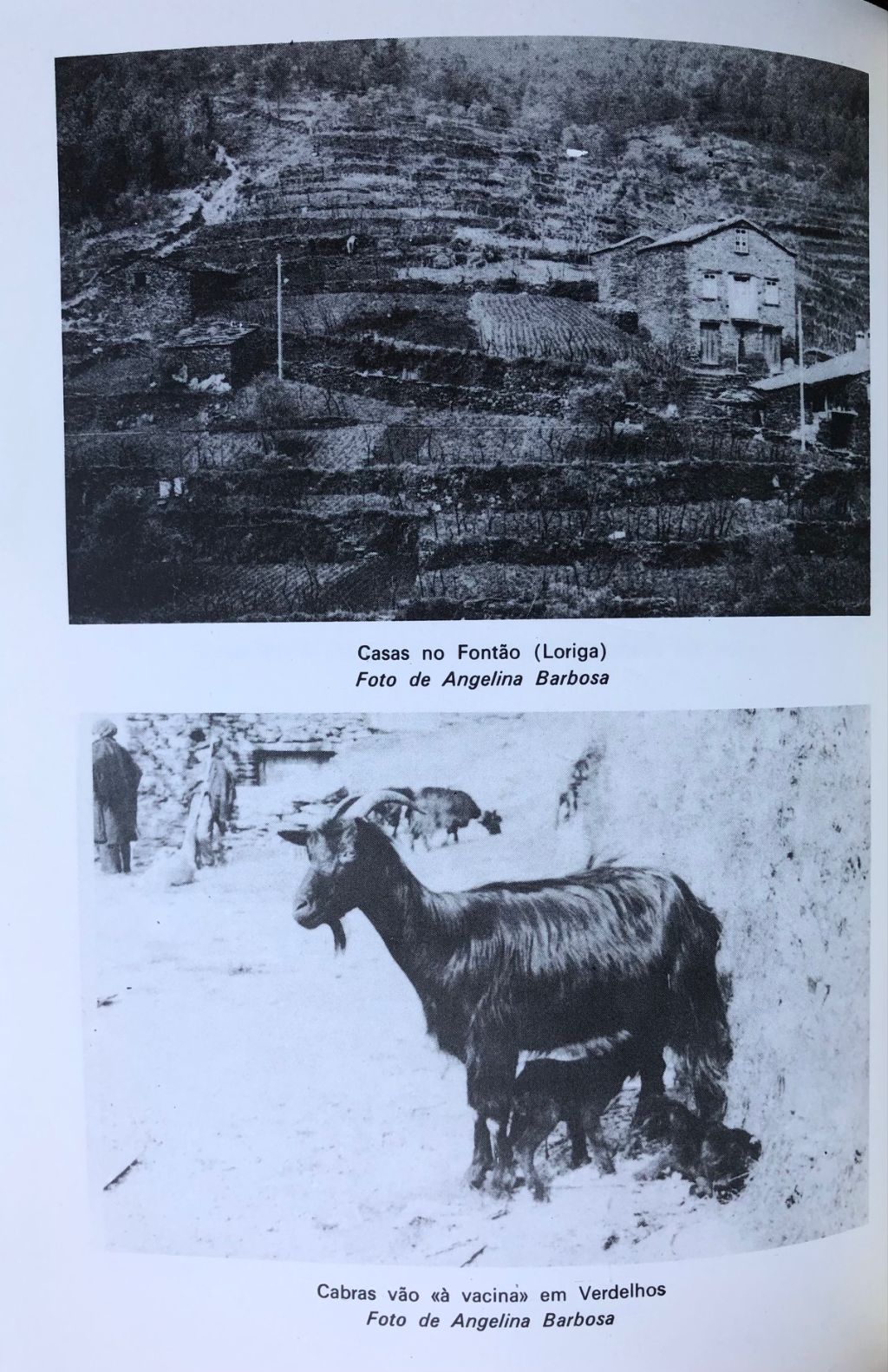 O Pastoreio e o Queijo da Serra (Alberto Trindade Martinho)
