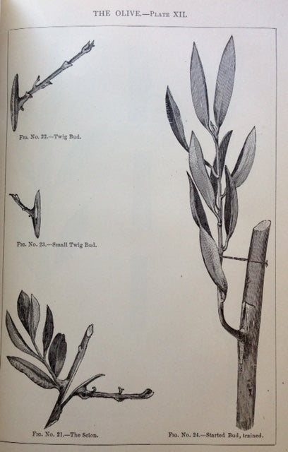 (Olives) Official Report of the Tenth Fruit Growers' Convention of the State of California.
