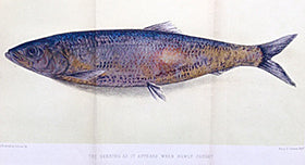 (Seafood) Mitchell, John M. The Herring: Its Natural History and National Importance.