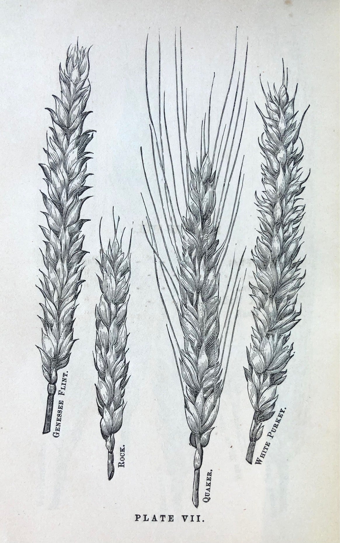 (Agriculture) John H. Klippart. The Wheat Plant: its Origin, Culture, Growth, Development, Composition, Varieties, Diseases, etc., etc., Together with a Few Remarks on Indian Corn, its Culture, etc.